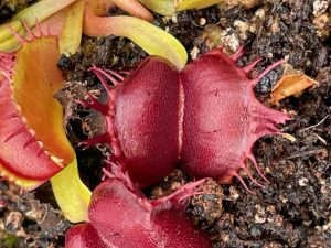 Dionaea muscipula Red moon trap