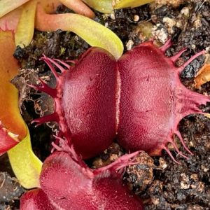 Dionaea muscipula Red moon trap