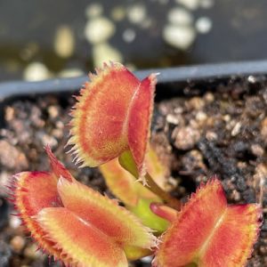 Dionaea muscipula SL seedling