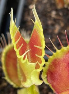 Dionaea muscipula wave clip