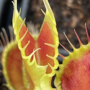 Dionaea muscipula wave clip