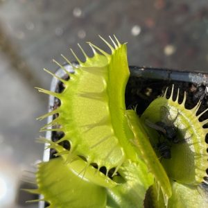 Dionaea muscipula Yellow Fused Tooth