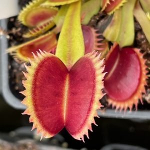 Dionaea muscipula coq couche x upgiant #1