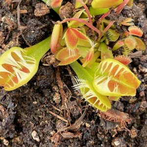 Dionaea muscipula Diflora type fused teeth