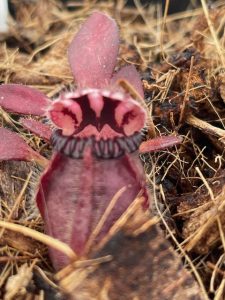 Cephalotus follicularis Eden Black