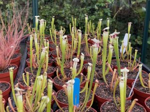 Sarracenia painted black grouped