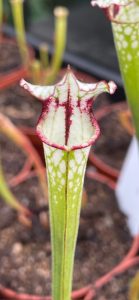 Sarracenia x painted black