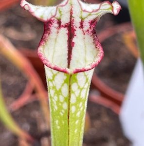 Sarracenia x painted black