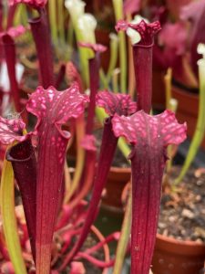 Sarracenia Uniposka