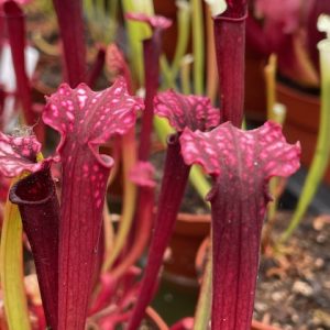 Sarracenia Uniposka