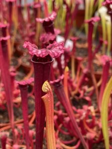 Sarracenia Uniposka young