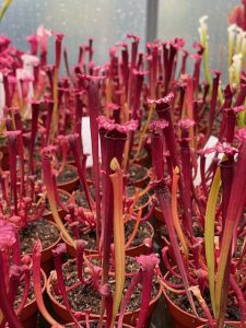 Sarracenia Unipolska grouped