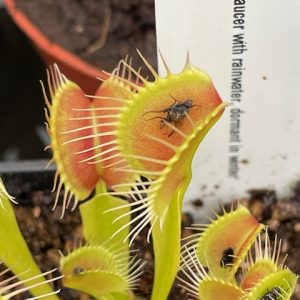 Dionaea muscipula Black pearl