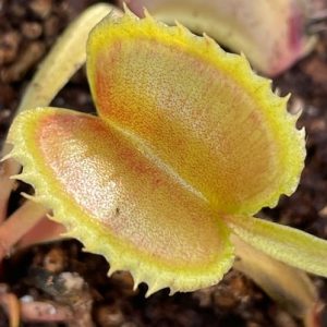 Dionaea muscipula Conquiscator