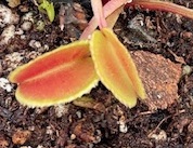 Dionaea muscipula Werelike