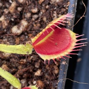 Dionaea muscipula Schuppenstiel 2