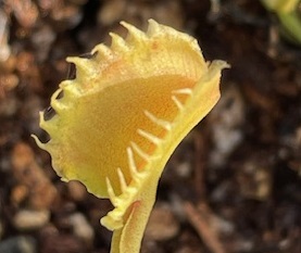 Dionaea muscipula Shir Khan