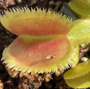 Dionaea muscipula whale x bristle tooth